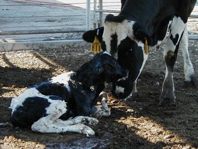 Calving in yard