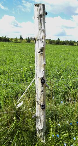 Fence post and electrical fencing