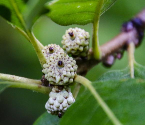 Acorns