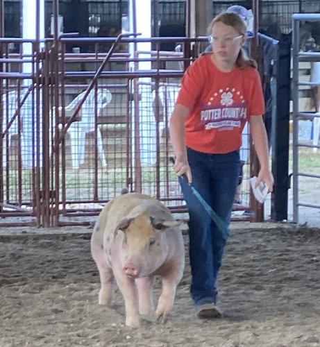 State Fair Gettysburg Pig Project 1.jpg