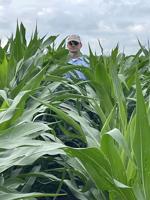 Crops, pastures growing tall and green in western Minnesota