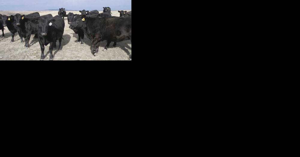 Texas livestock dealer ordered to stop business in North Dakota - Vimarsana News