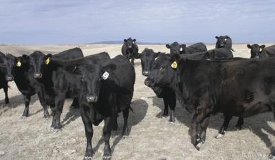 Cattle
