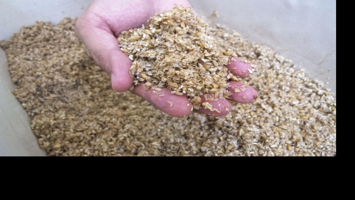 Spent grains an affordable livestock feed option Livestock