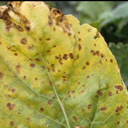 Cercospora