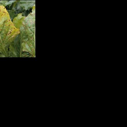 Minn-Dak Farmers Co-Op to have new fungicide mode of action for growers in 2027