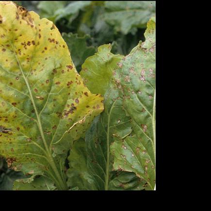 Cercospora