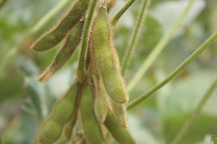 Soybean pods