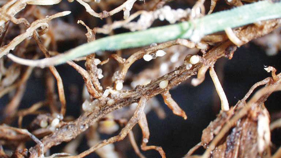 White soybean cyst nematode bodies