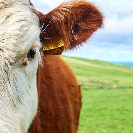 Livestock Auction Calendar - July 7, 2023 - Vimarsana News