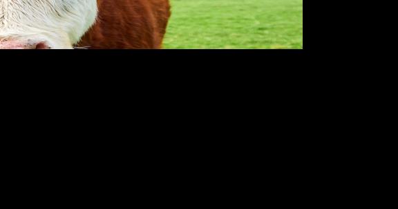 Livestock Auction Calendar - August 18, 2023 - Vimarsana News