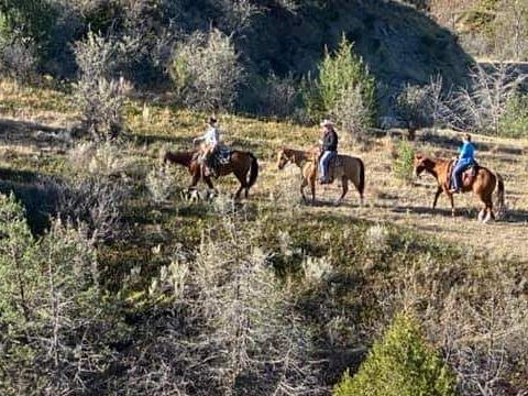 Best Angus and Quarter Horses