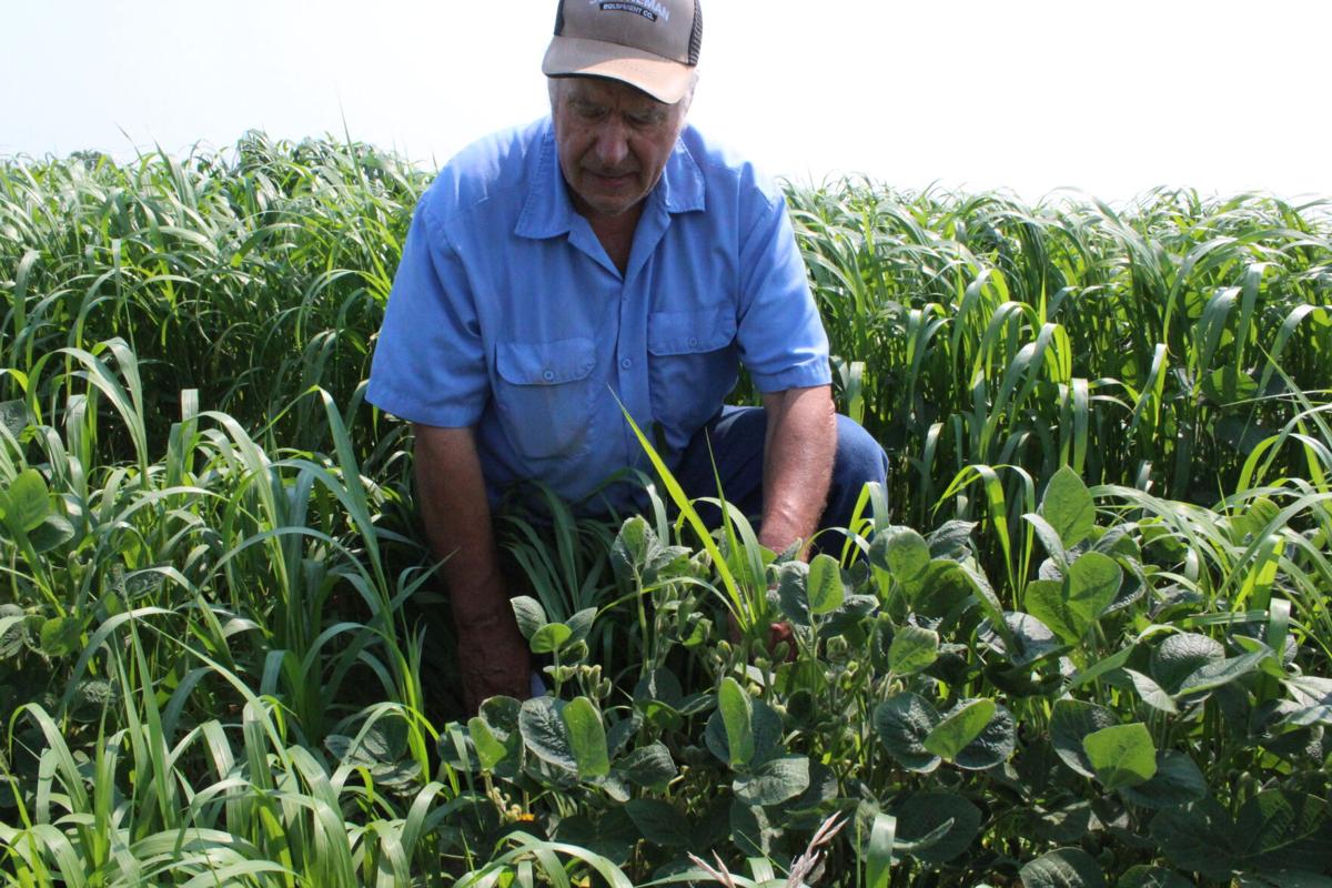 Dicamba drift Lennox (37).JPG