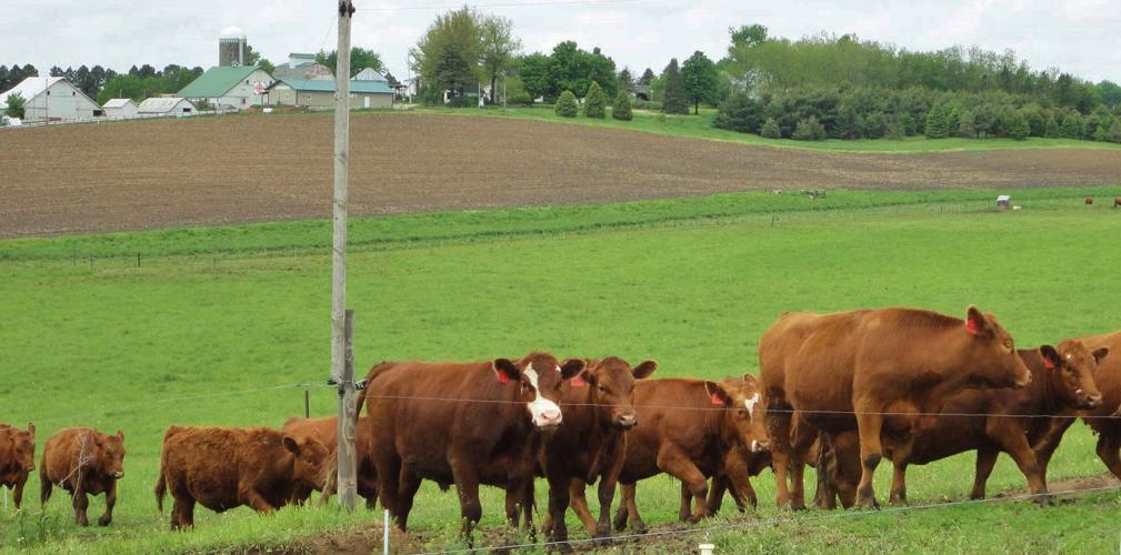 Red Angus at Rosmann Family Farms