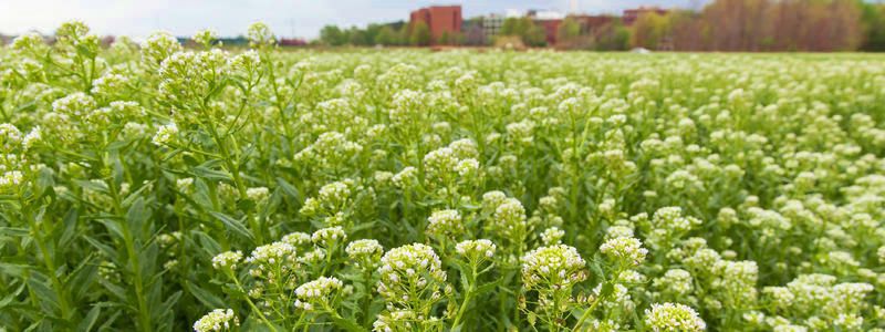 Field of pennycress in flower