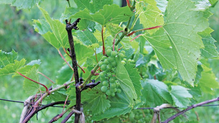 Waterman grapes