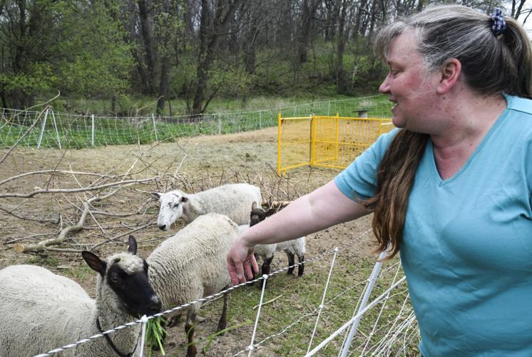 Karen Mayhew with sheep