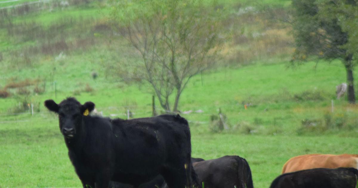 A Cattlemen's Guide To Grass Tetany | News | Agupdate.com
