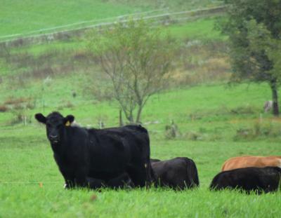 A Cattlemen S Guide To Grass Tetany Livestock Agupdate Com