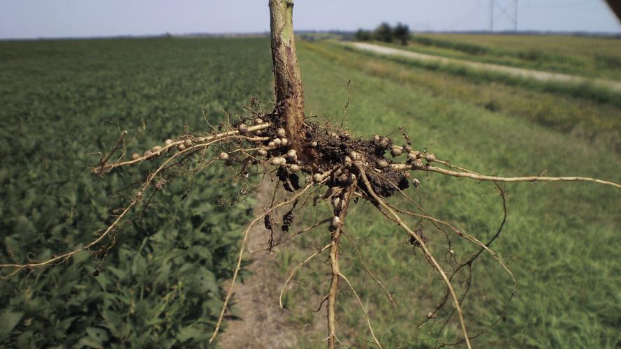 Seed Treatment 2.jpg