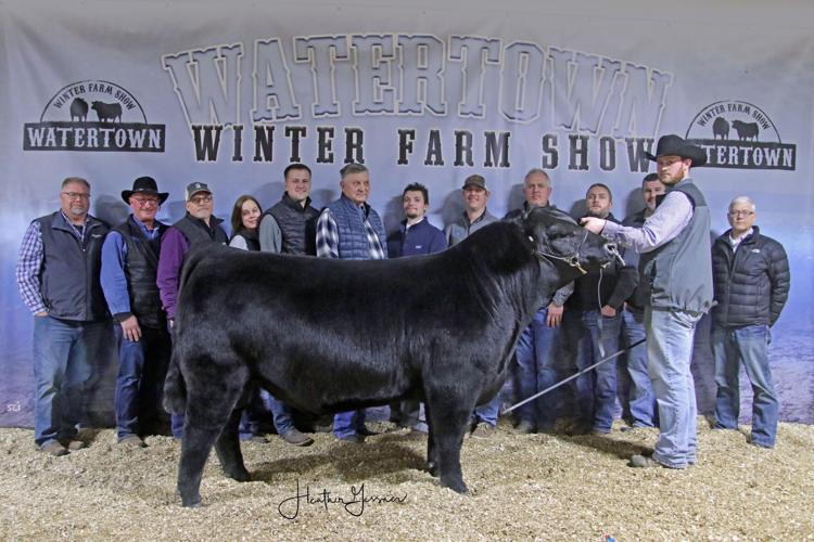 Supreme Bull Res Simmental Foundation Jacob Sievers.jpg