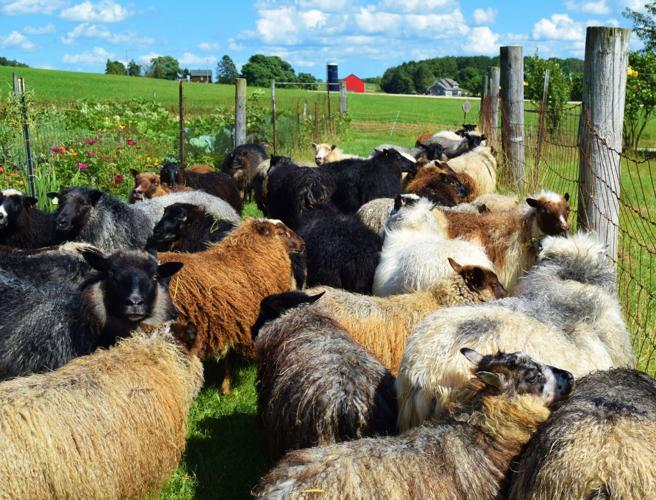 Icelandic sheep flock