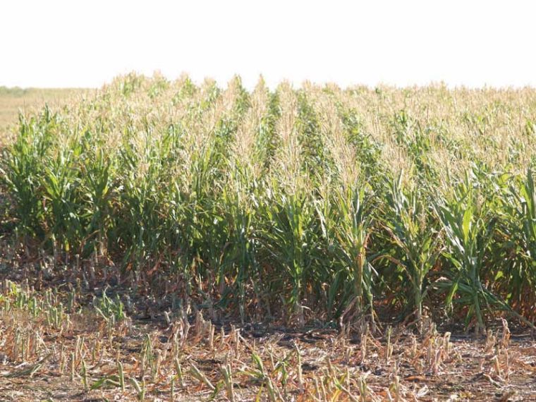 Row width in corn grain production compared