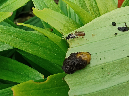 Lily leaf beetle larva