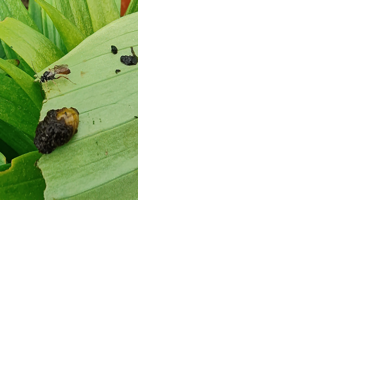 Lily leaf beetle larva