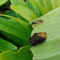 Lily leaf beetle larva