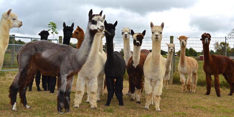 Alpacas at White Violet Center