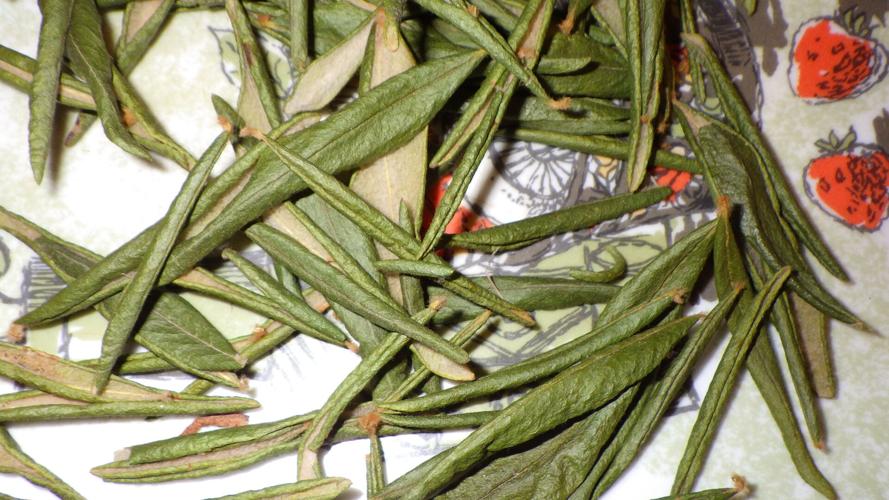 Labrador tea
