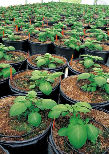 Growing potato plants