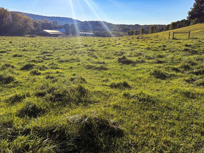 Pasture