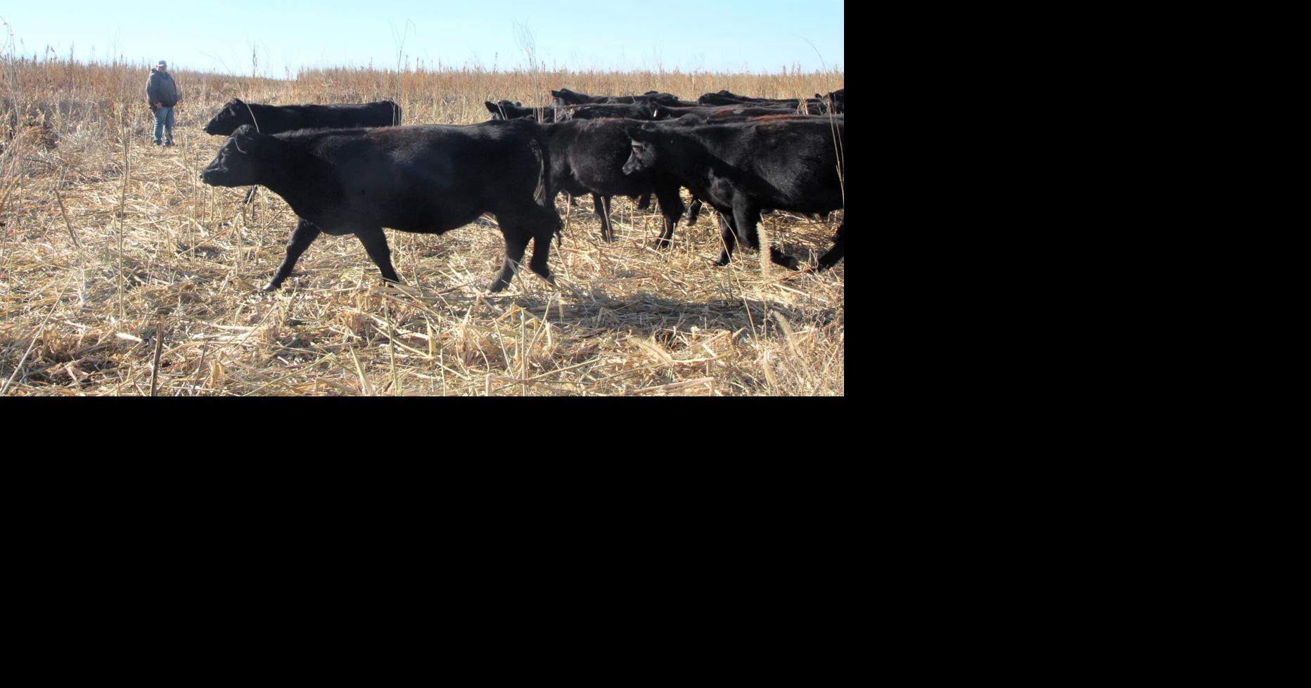 Built to last: Southwestern Nebraska rancher building family operation from ground up
