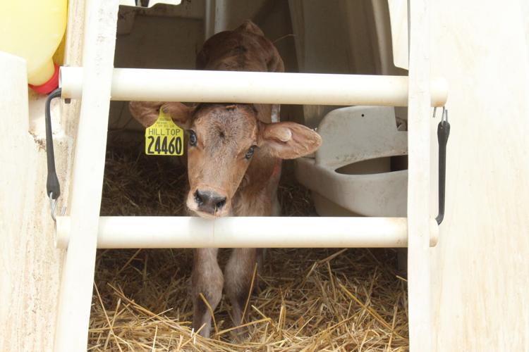 Dairy Nutrition (37).JPG