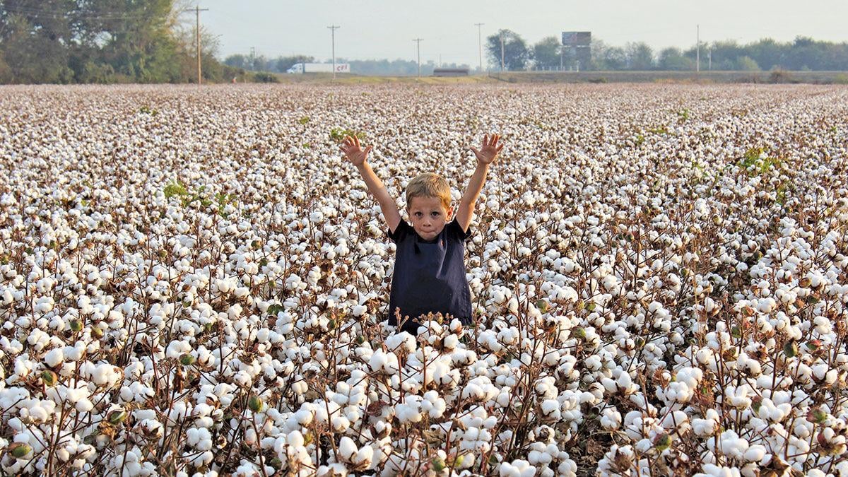 child plays in a cotton field