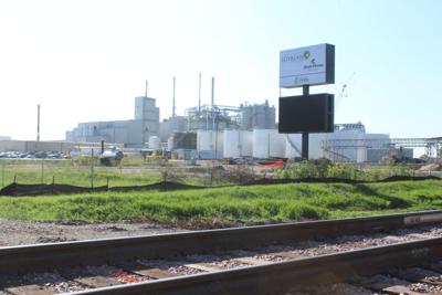 Mitchell soybean plant