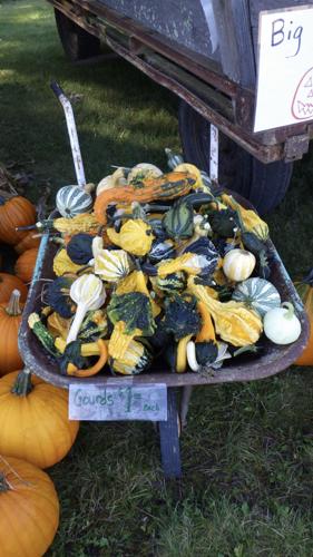 Gourds