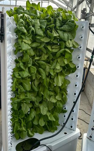 Lettuce