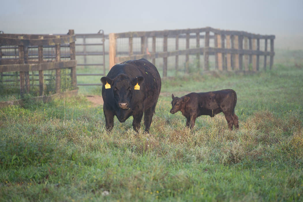 Mineral supplements 1.jpg