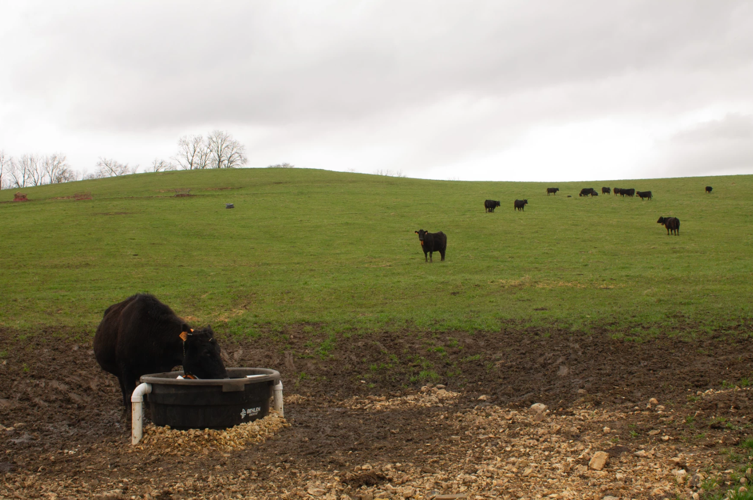 Cows grazing