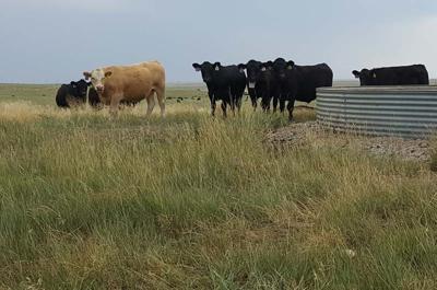 cattle grazing