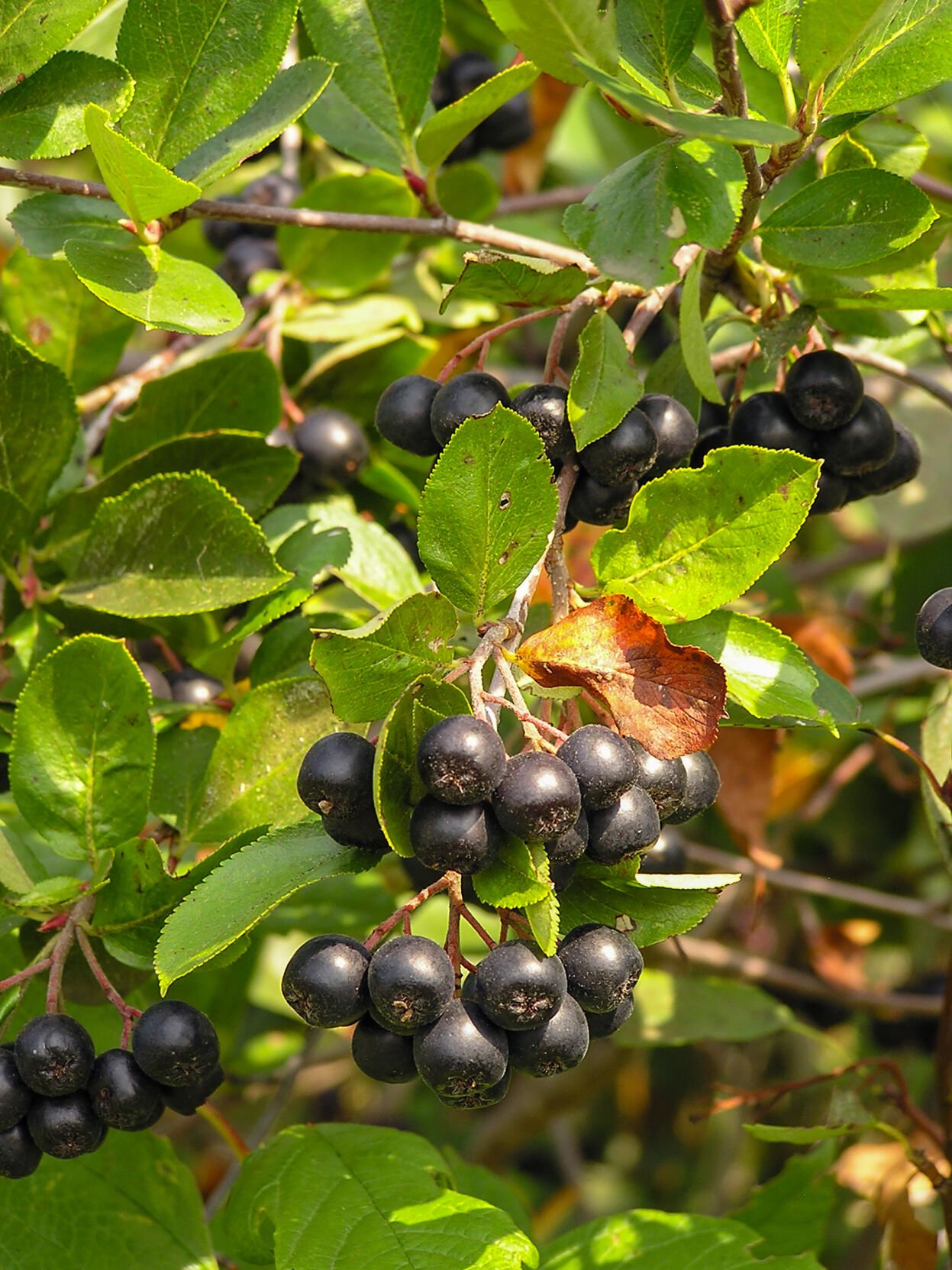 Aronia berries