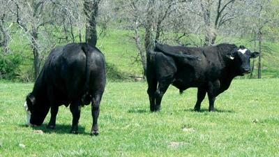 Bulls in pasture