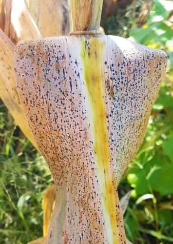 Cornield infected by tar spot disease