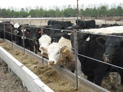Fed Cattle Challenge