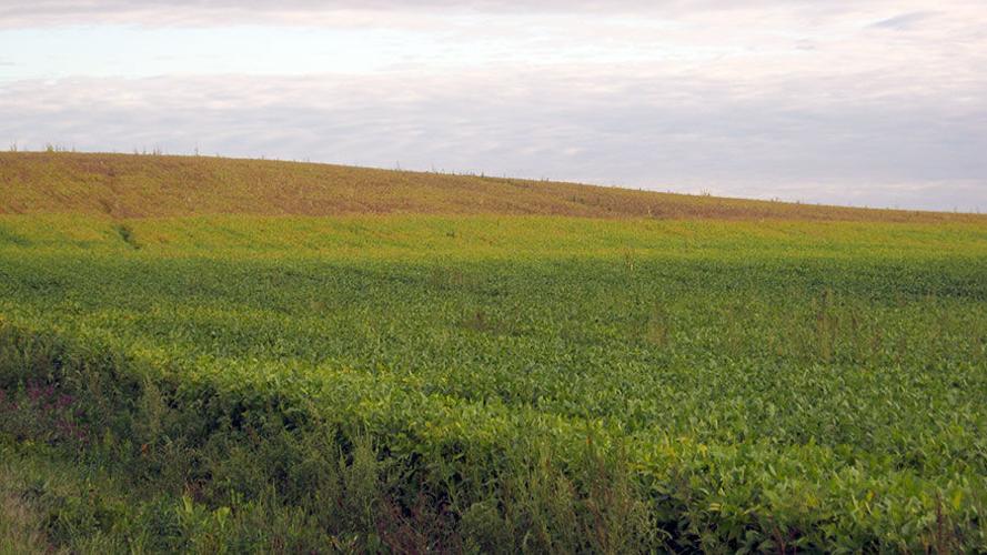 Soil type and soybean crop maturity