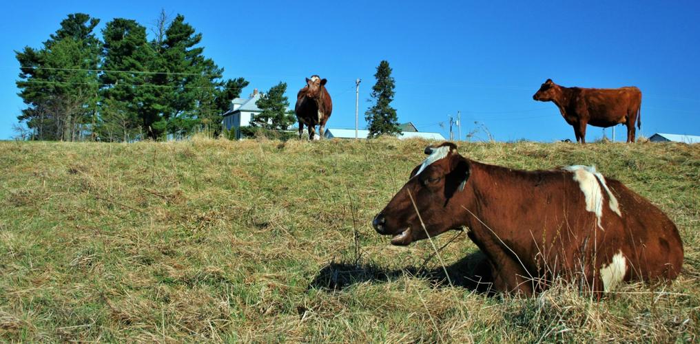 Dairy cows in field