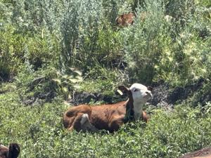 Crop to forage 3.jpg
